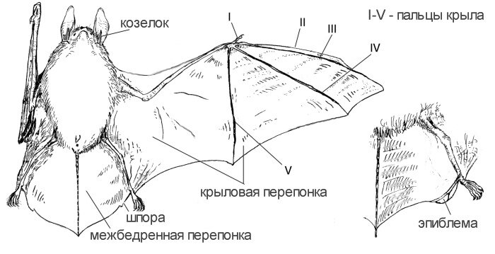 Карта летучей мыши