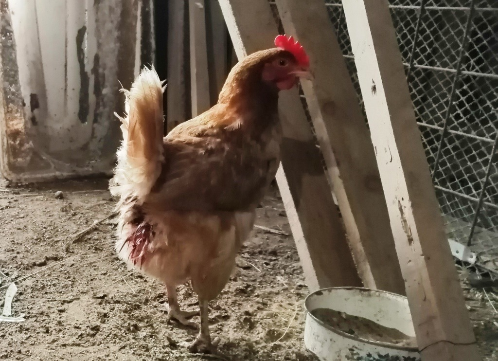 картинка из интернета