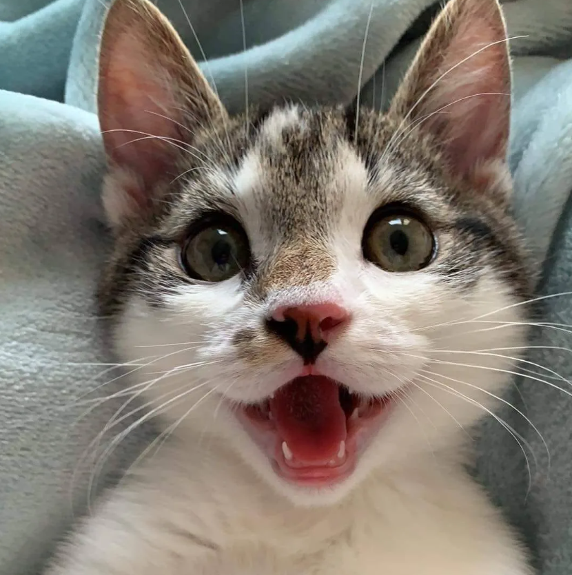 яндекс фото