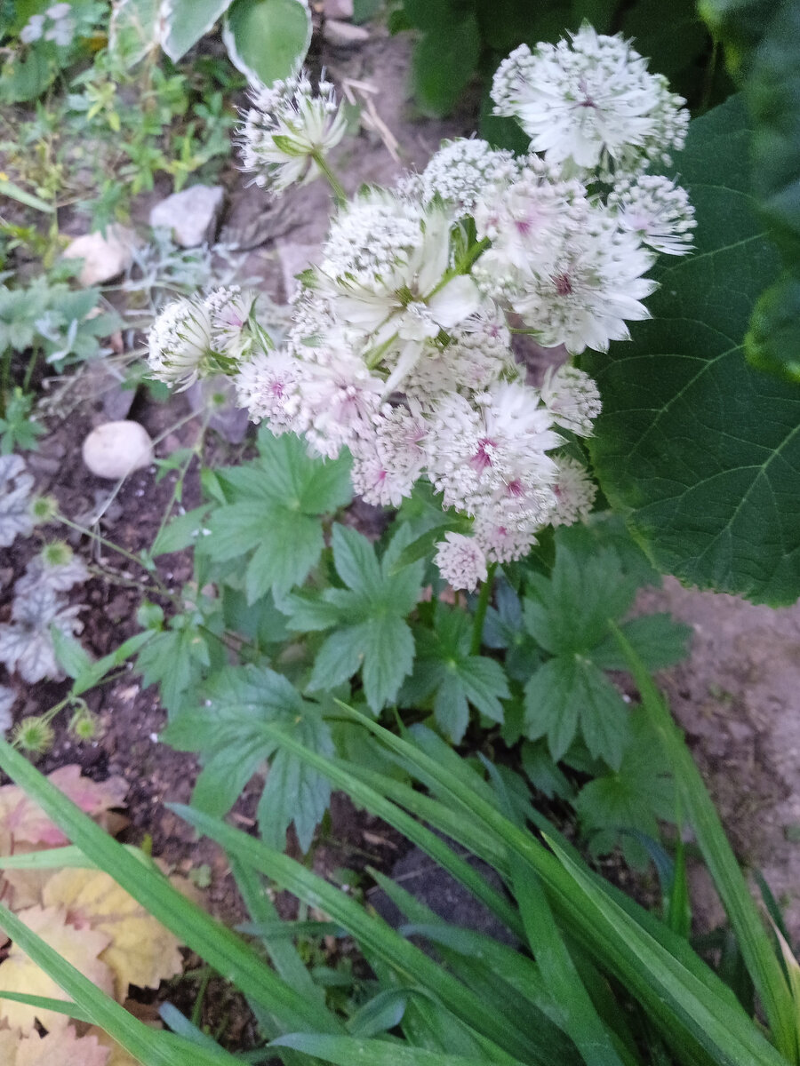 Астранция. Такая же есть в малиновом варианте. Красотки, цветут до заморозков и даже после них, только цветочки становятся "стеклянными". Сами кустики тоже очень декоративны за счёт красивых листьев. 