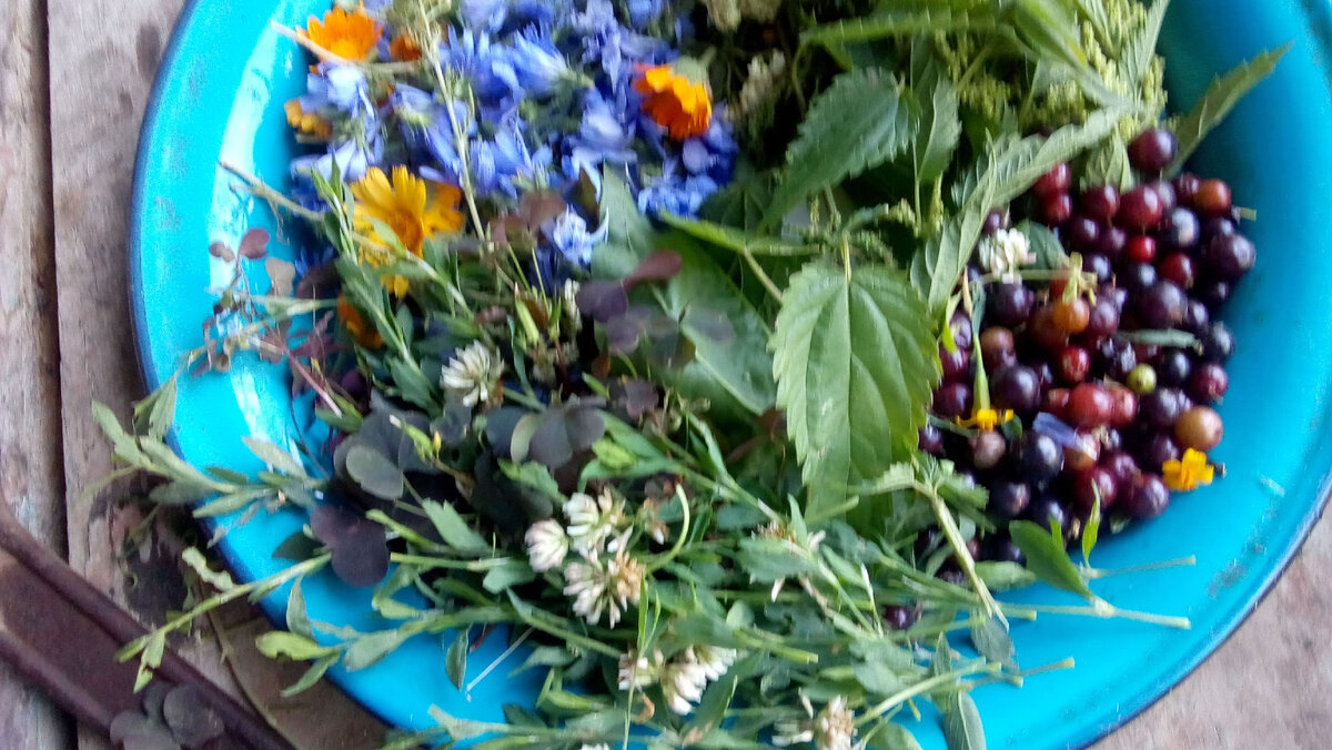 ноготки, цикорий, белый клевер, кислица, спорыш, крапива, смородина золотистая