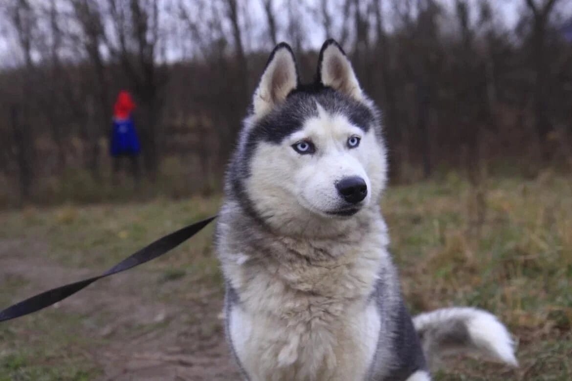 На фото Хью и он ждёт в приюте семью.... 