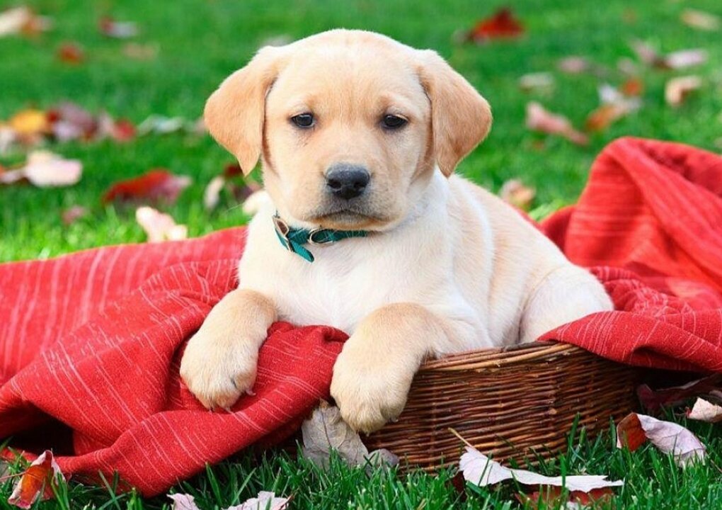 Из открытых источников