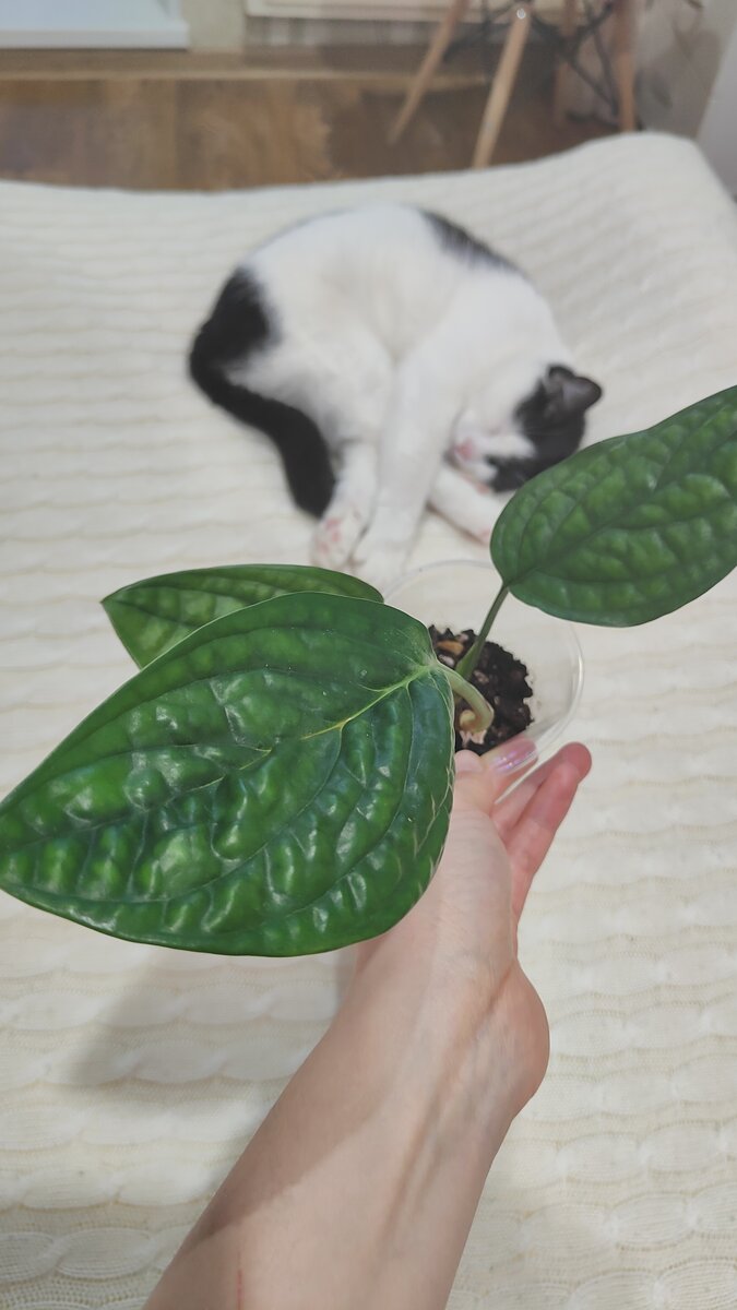 Эпипремнум (монстера) Марбл Планет