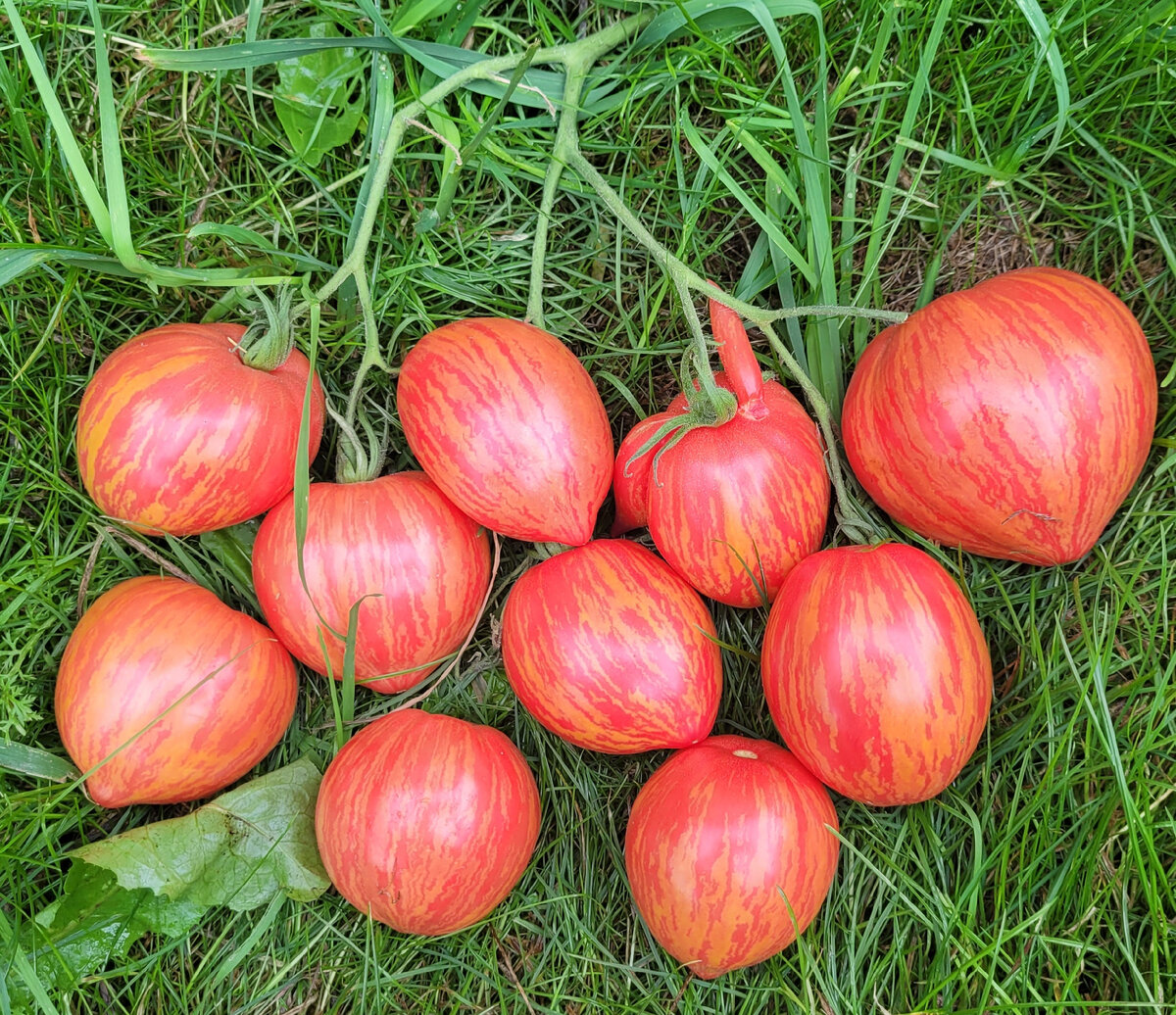 Томат пантано романеско. Помидоры львиное сердце. Семена томатов коллекция. Коллекция томатов 74 минусинские. Коллекционные сорта томатов от коллекционеров.