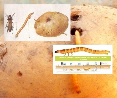 Проволочник в картошке фото и описание