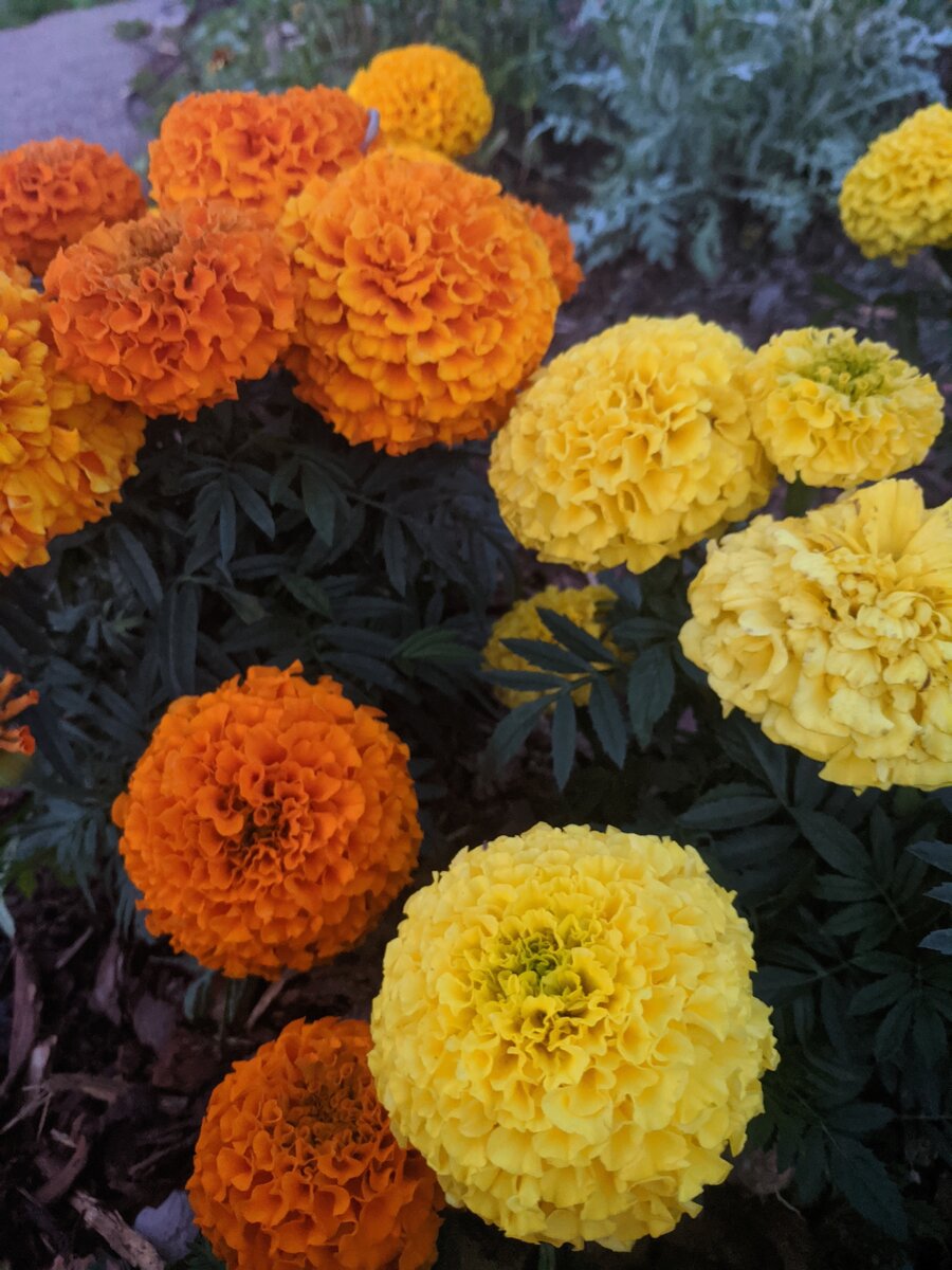    Самое яркое пятно на участке. Вместо фонарика