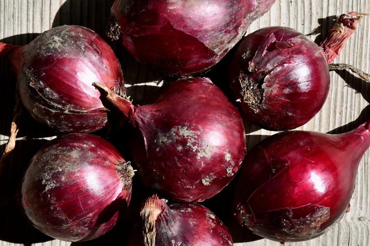 Красный лук