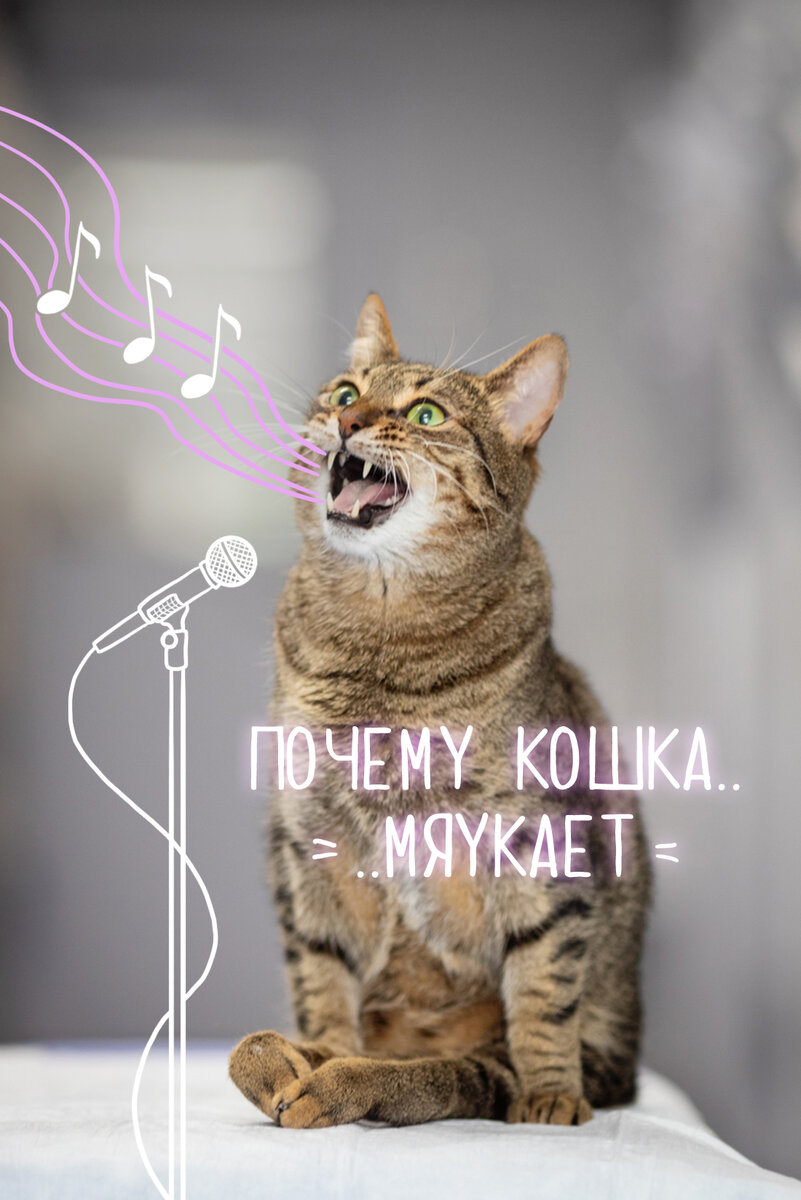 Кошка просит кота. Что делать, если кошка просит кота. | НПК 