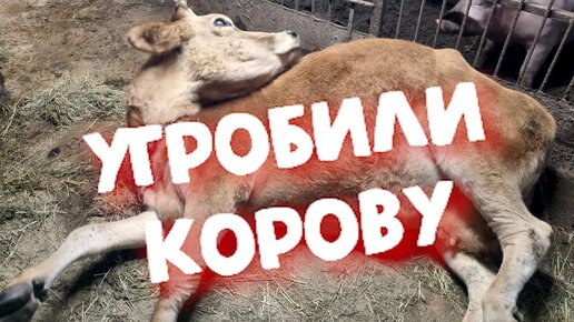 УГРОБИЛИ КОРОВУ 😭😢