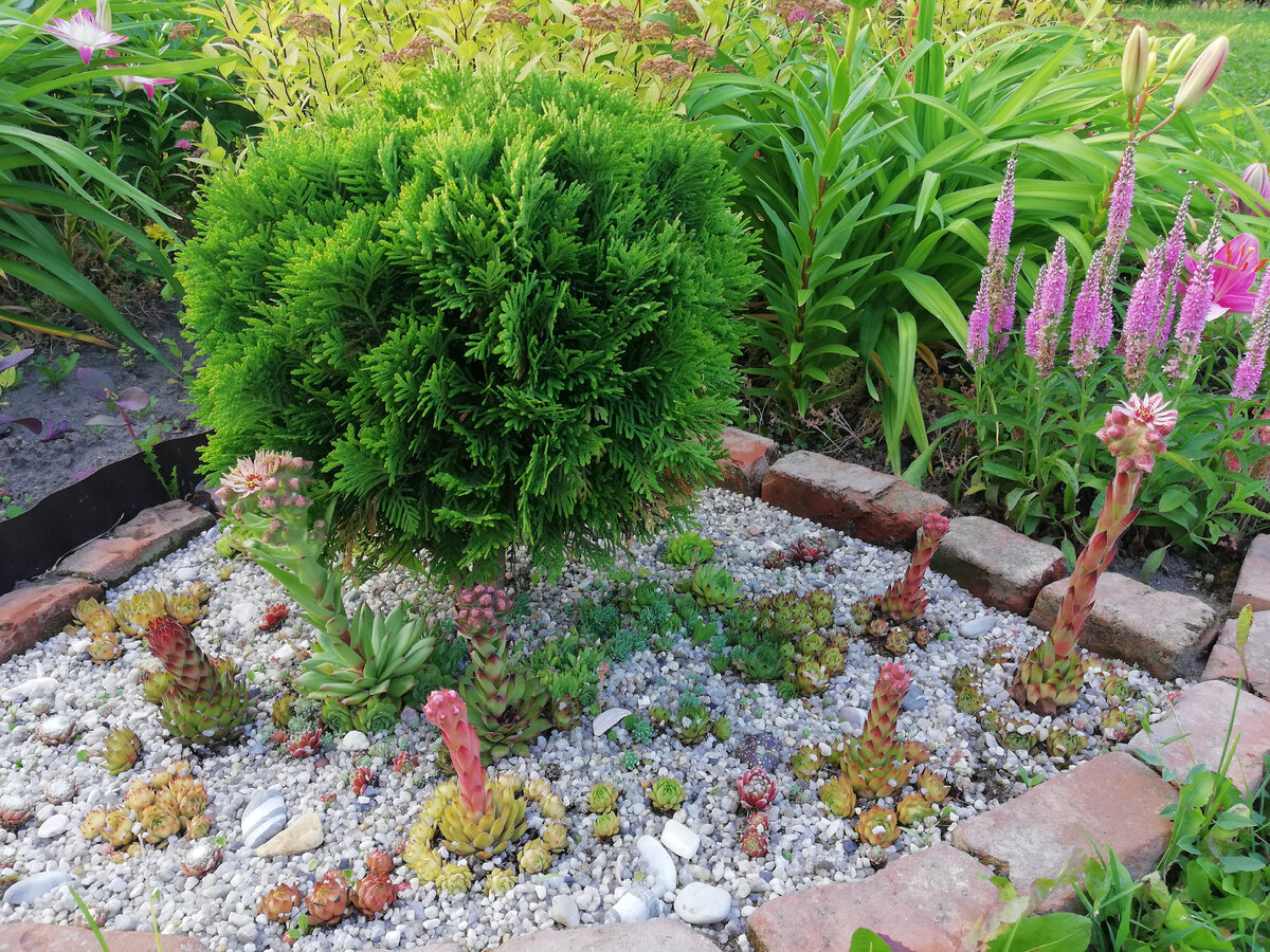 Первая туя "Даника" на даче, июль 2018