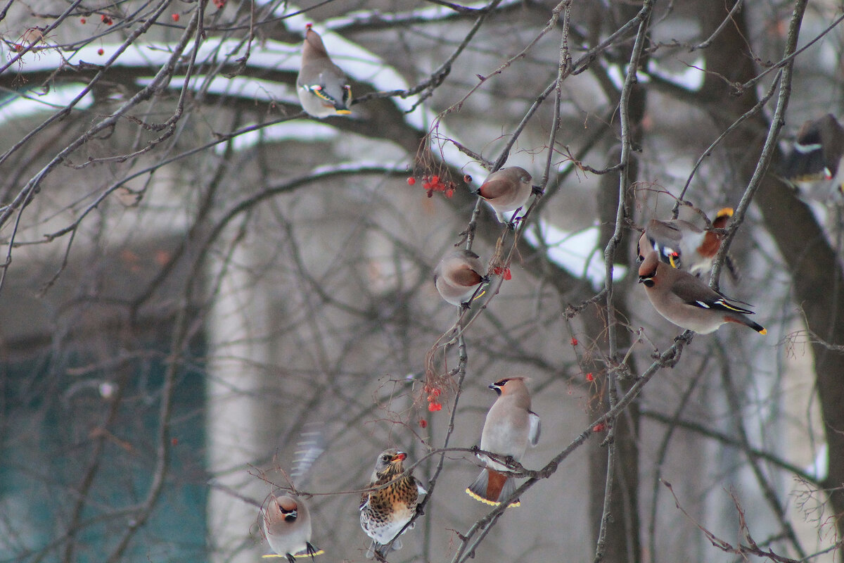 стихи про свиристелей. что за птицы прилетели в новокузнецке. сидели свистели семь свиристелей. карину гаврилова владимира 1 морозец в свиристели. свиристели прилетели примета.