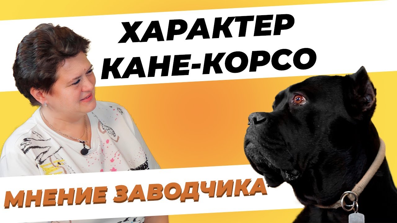 Характер Кане-корсо - Мнение заводчика - Отношение Кане-корсо к детям