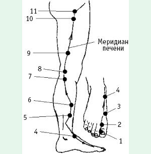 Меридиан Печени (F)