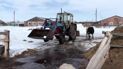 В деревне под Тюменью обнаружили очаг смертельной болезни скота