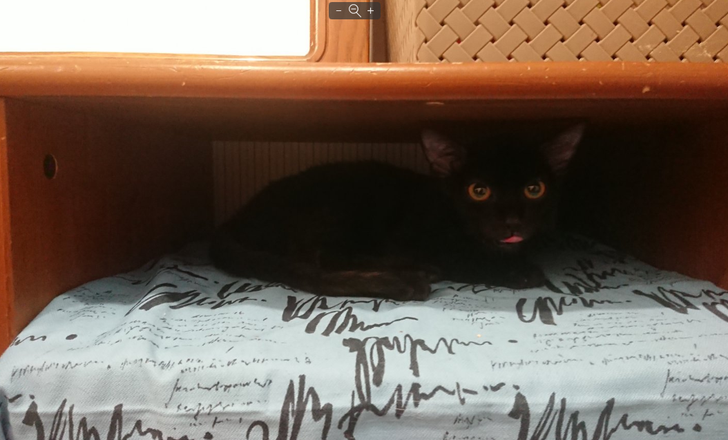 Если Вы заметили, что кот выбрал себе место для сна и отдыха на одной из полок - проще обустроить там лежанку, чем приучать к той, какую хотите Вы.