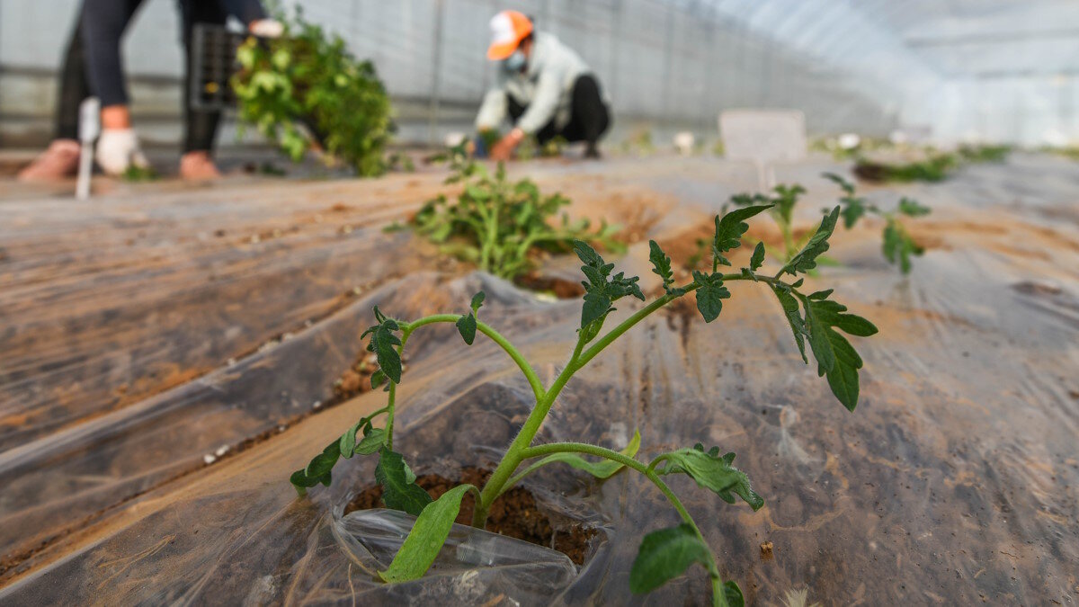    Как правильно высадить рассаду