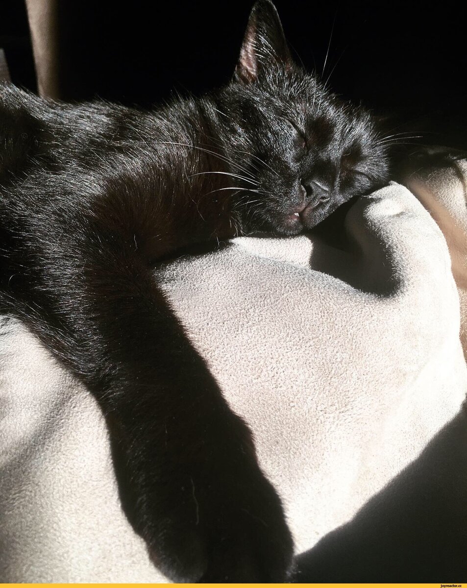 Черные котята во сне к чему снятся. Черный котенок. Спящий черный котенок. Кошечка черная.