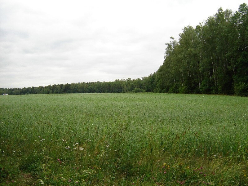 участок рядом с лесом. коттеджный посёлок «лесное озеро» (пара десятков км от мкад). земельный участок фото. лесостепь россии. земельный участок рядом лес.