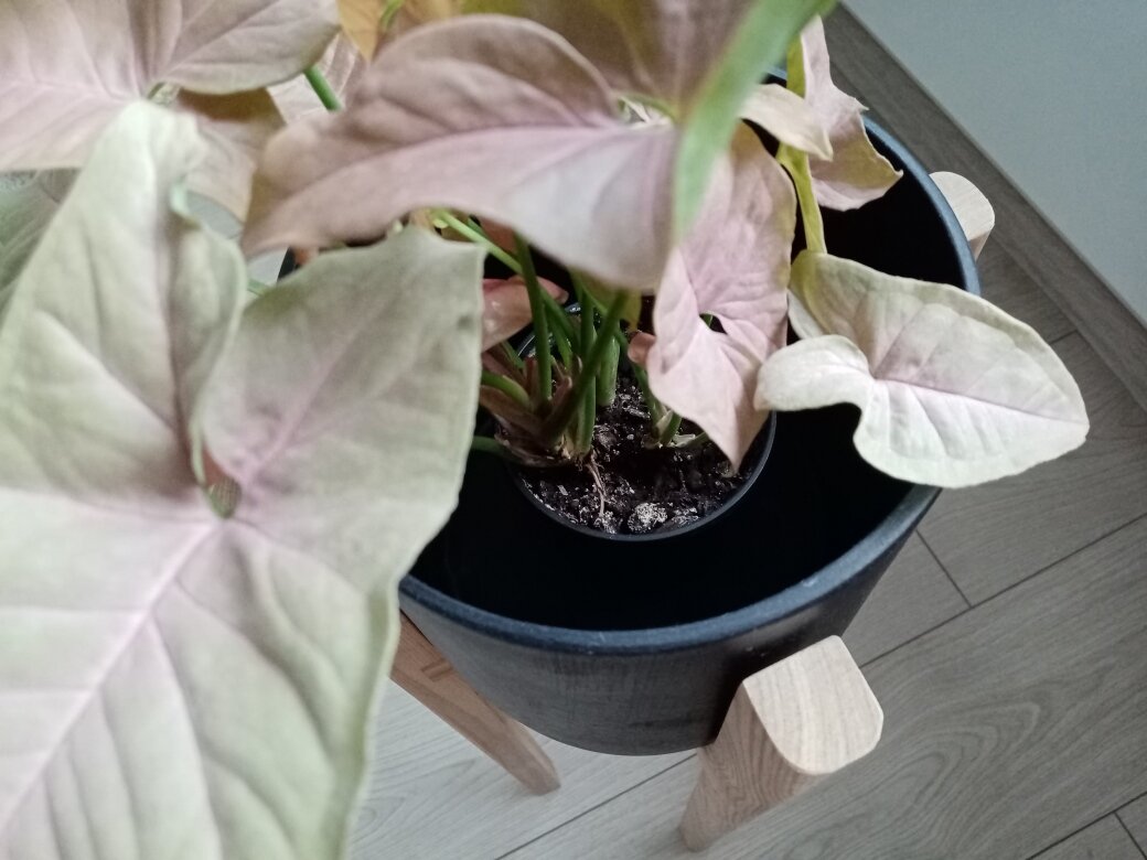 Сингониум, конечно, совсем ещё Филлипок, кашпо - семнашка, а корневая дай бог - под восьмёрочку только. Фото автора.