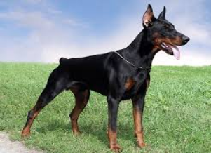 С просторов интернета