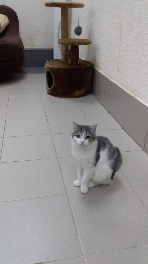 Лион грустит