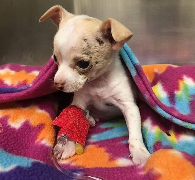      Чихуахуа Тони выдержал все процедуры, как герой