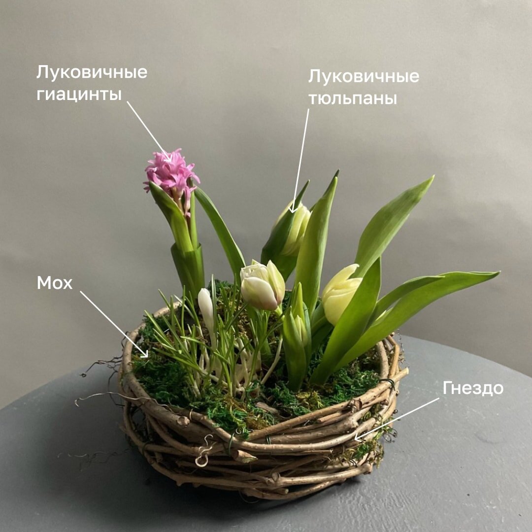 Композиция в гнезде с луковичными гиацинтами и тюльпанами