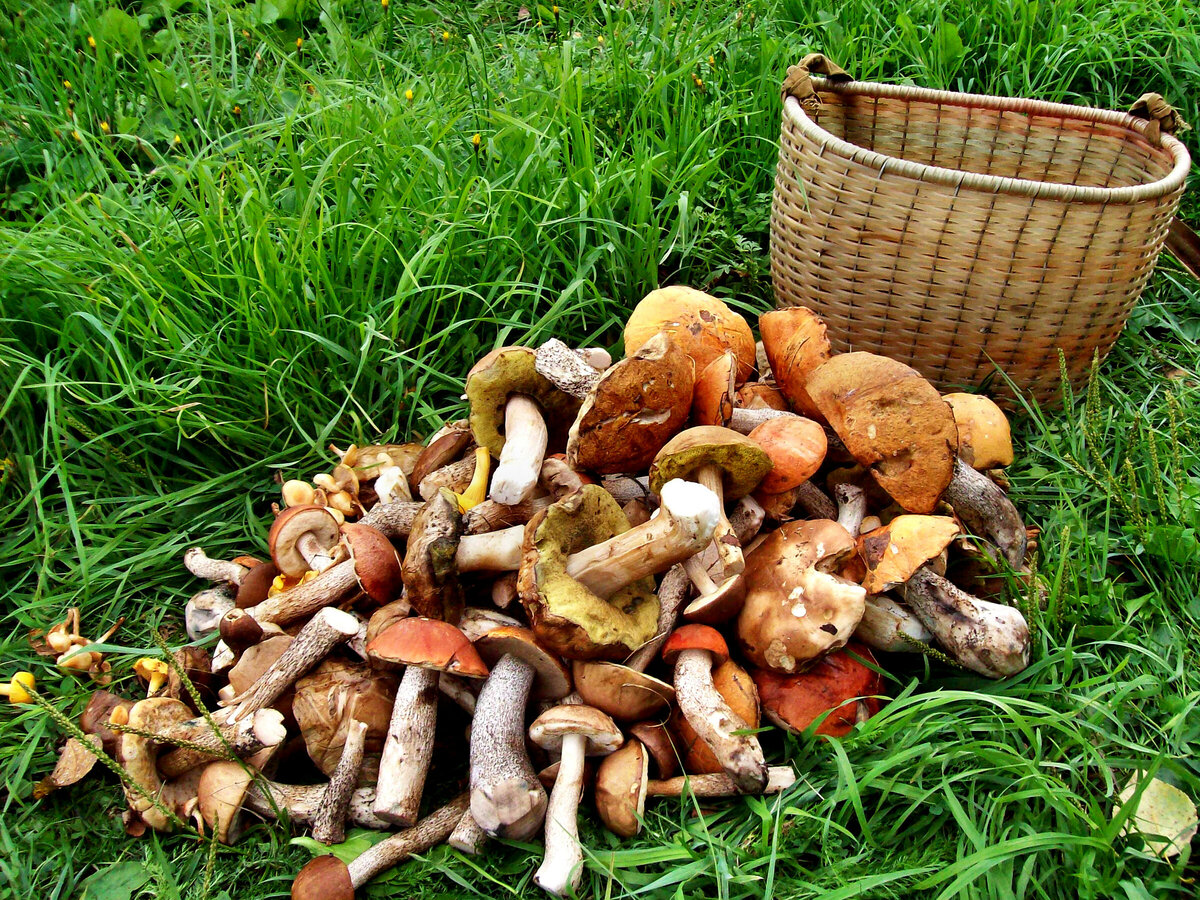 Модные грибы. Собрали много грибов. Срезать грибы во сне. Сбор грибов. Снится собирать грибы.