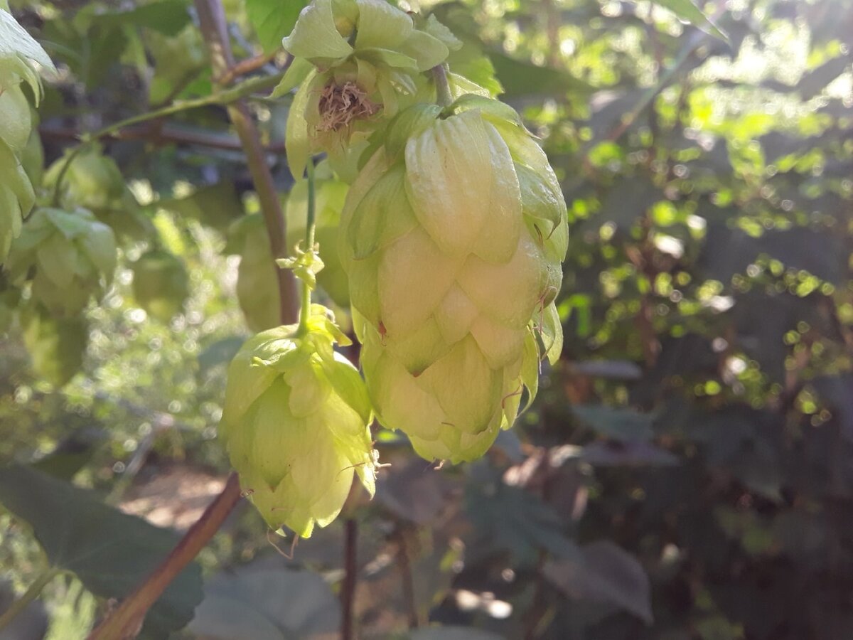 В конце августа хмель иногда побеждает и зацветает