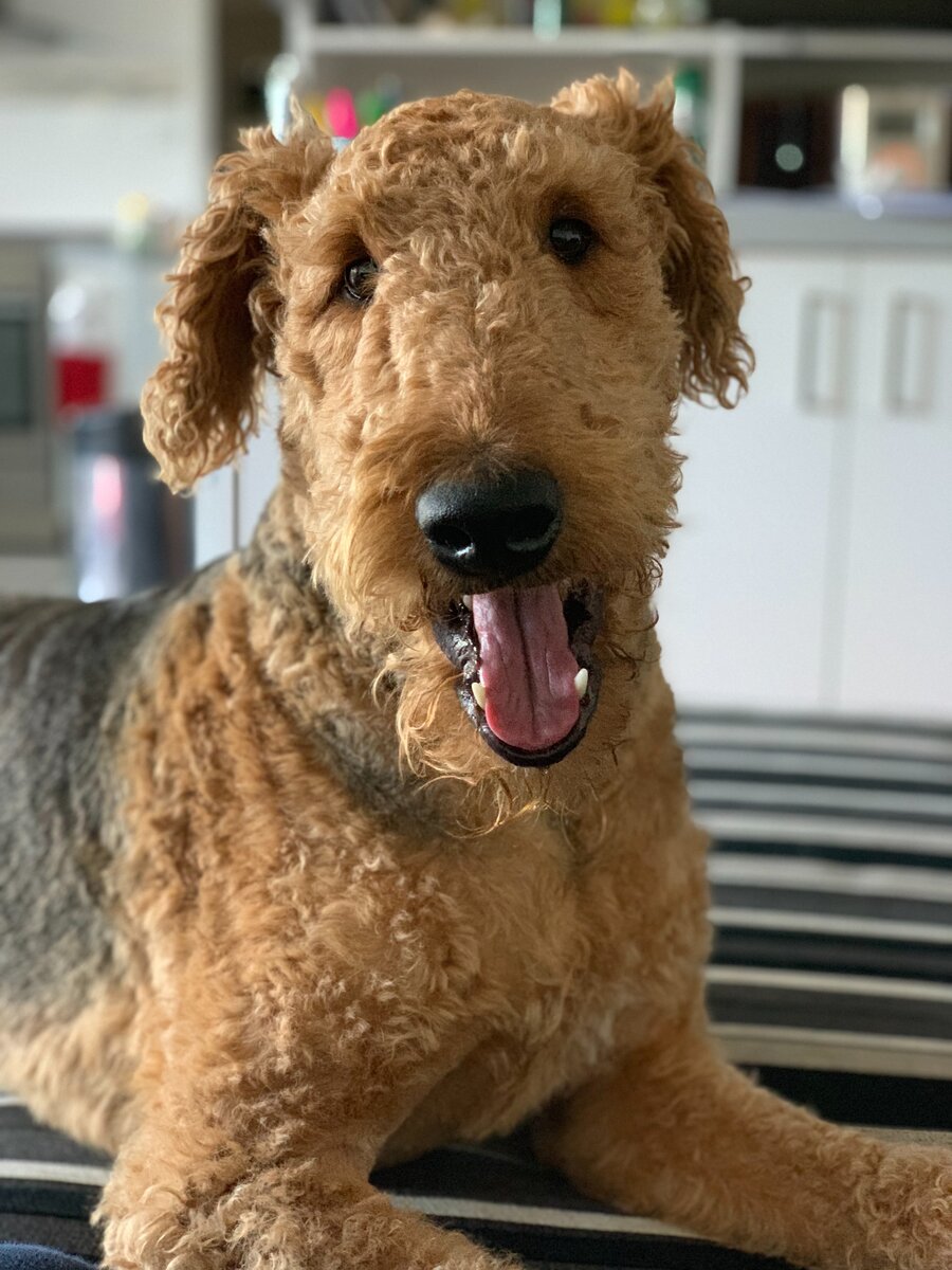 Эрдельтерьер. Источник фото: unsplash.com