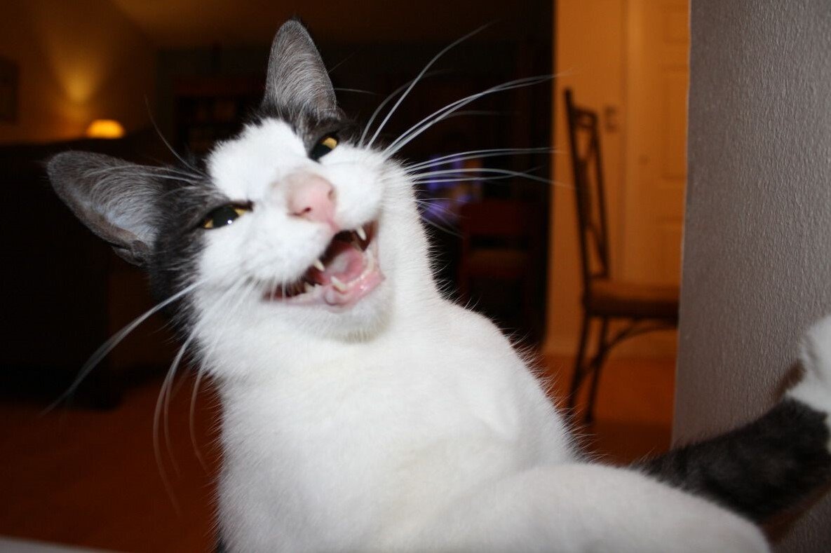 Смешные кошки. Шутки о кошках. Источник: kotofeich.su