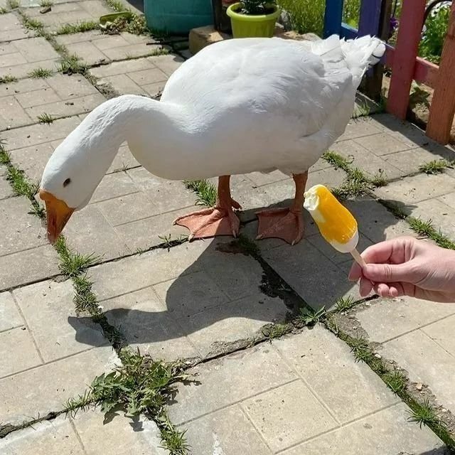      Один из самых знаменитых - гусь Блинчик. Правда, потом он снес яйцо... Похоже, это не гусь =)