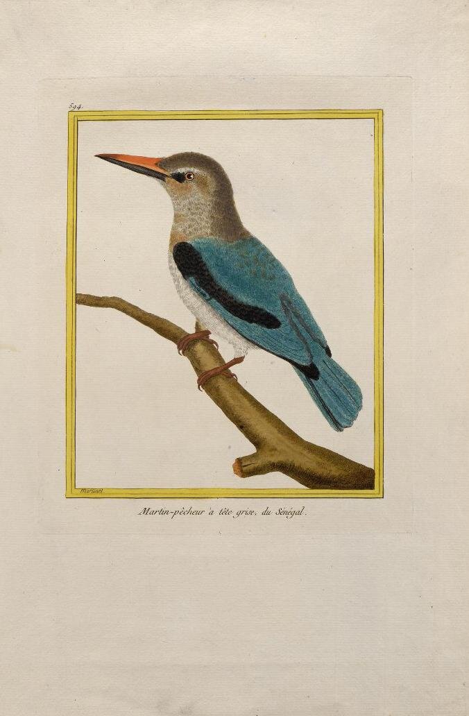 Франсуа Николя Мартине. Зимородок Сенегальский. Франция, 1770-1803 годы. Государственный Эрмитаж, Санкт-Петербург 