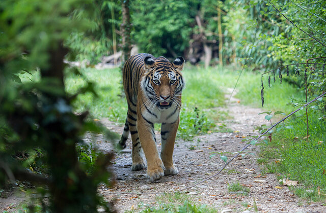 Самые красивые тигры (100 фото)