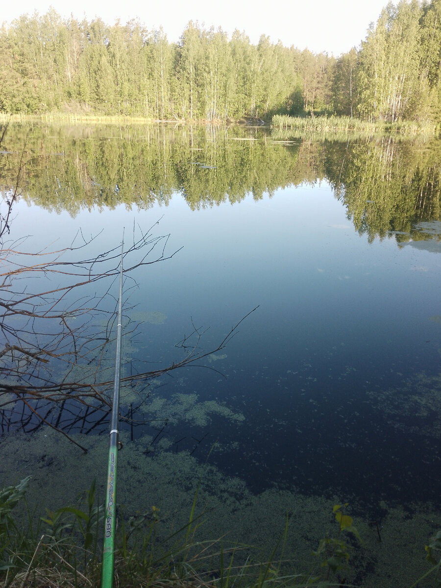 Желанный карась