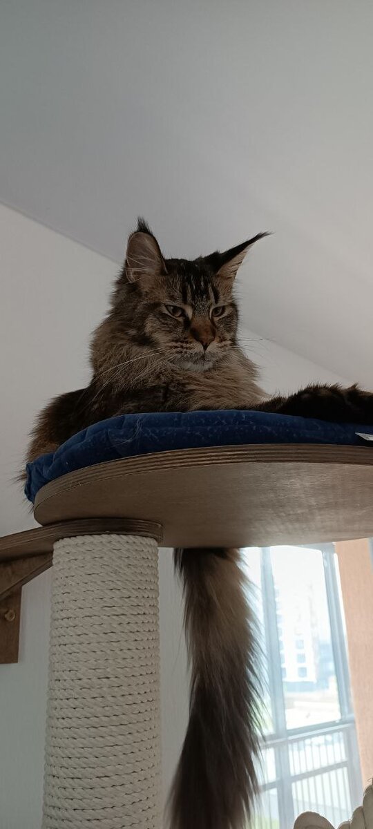 Запрыгнула сюда одним метким прыжком со стола