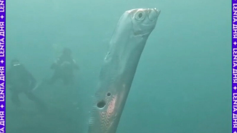     Сельдяной король Скриншот видео