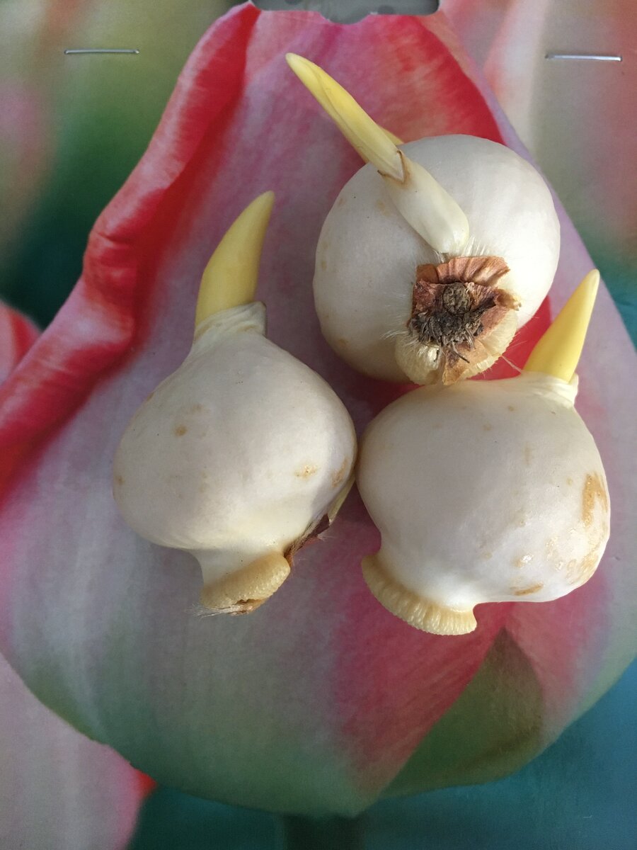 Луковицы тюльпана после зимовки в холодильнике