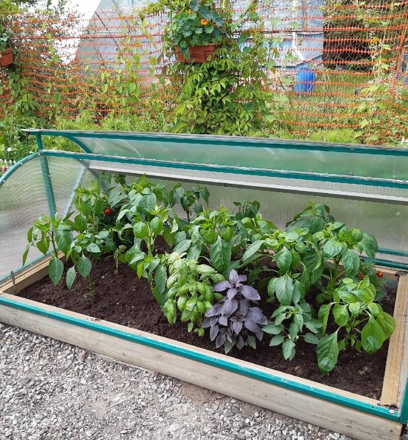 Базилик зелёный и фиолетовый в парнике с перцами. Фото автора