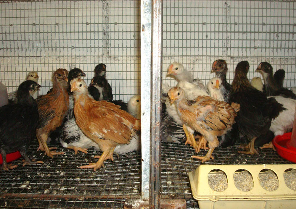 Домашние цыплята в клетках