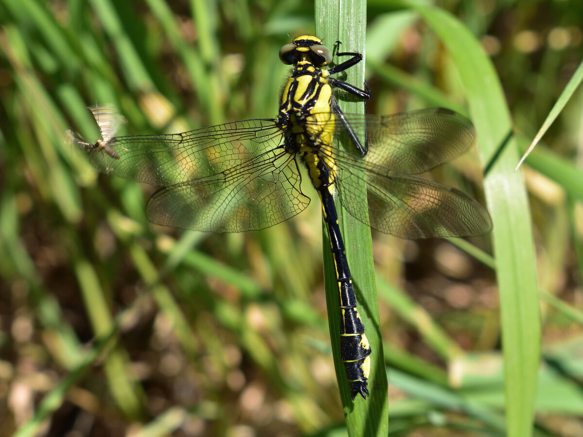 Внимательно смотрим на левое верхнее крыло ))).