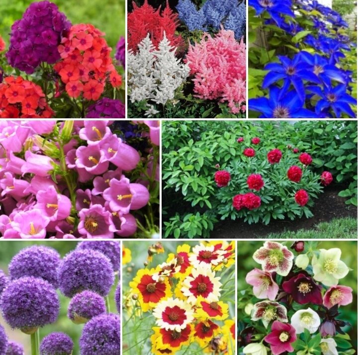 Каталог садовые цветы фото с названиями каталог