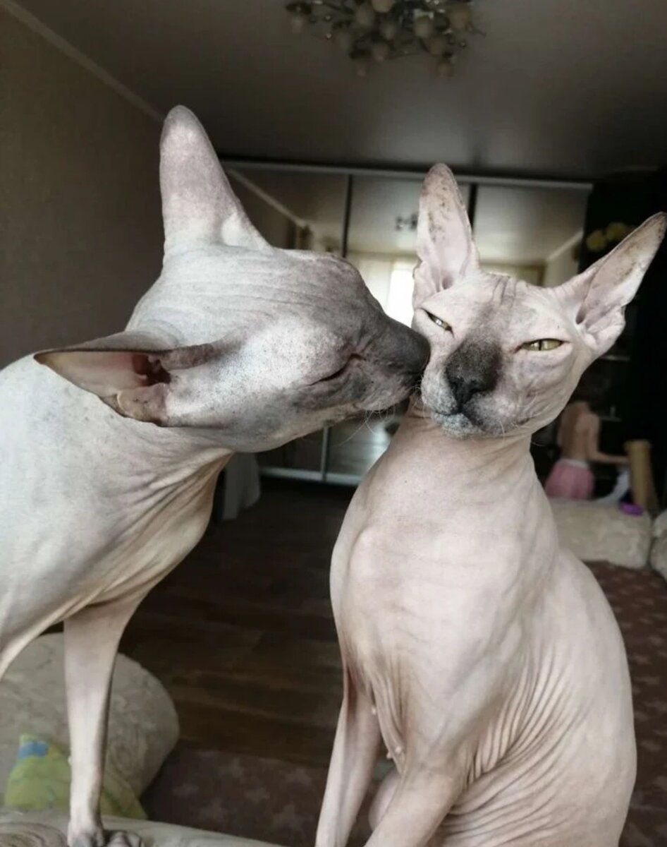 Лакерда и Фантомас  Свадьба🤵👰