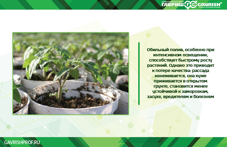 автополив комнатных растений. обильный полив растений. обильный полив растений. полив садовых растений. чтобы рассада не перерастала.