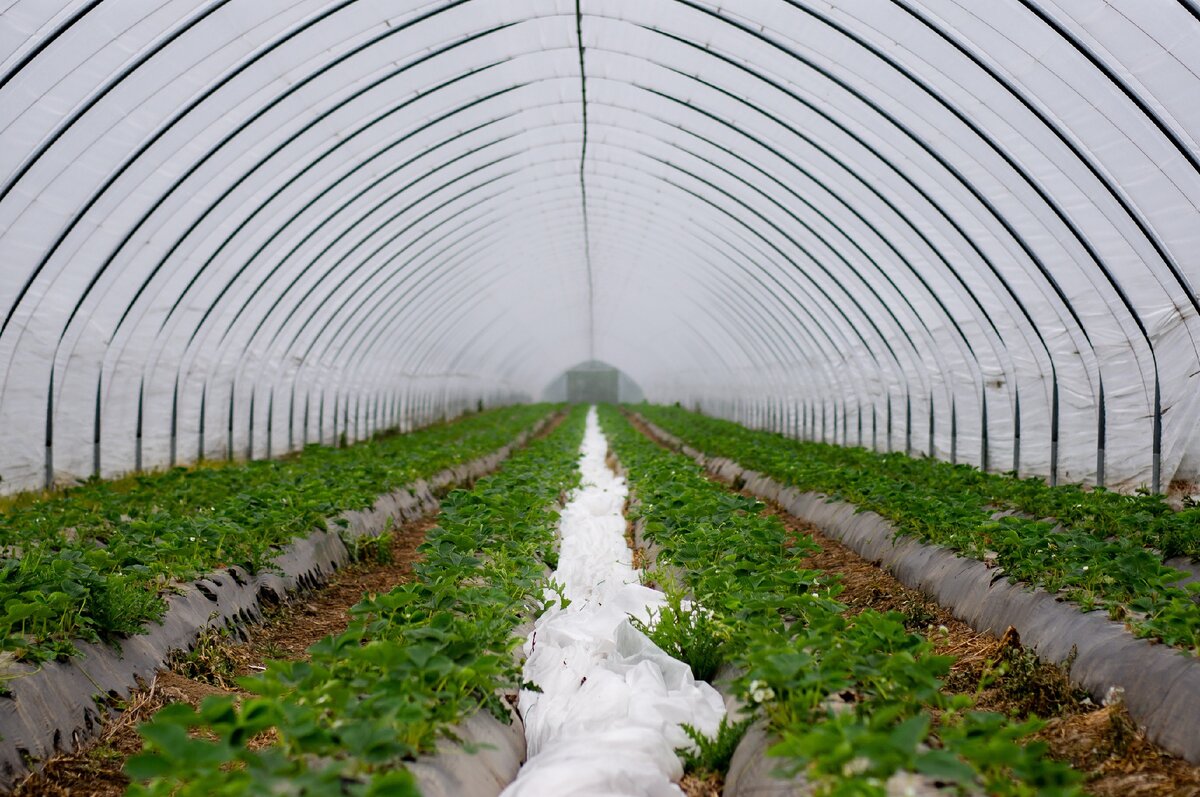 Как выращивают клубнику на продажу в Китае. Секреты богатого урожая
