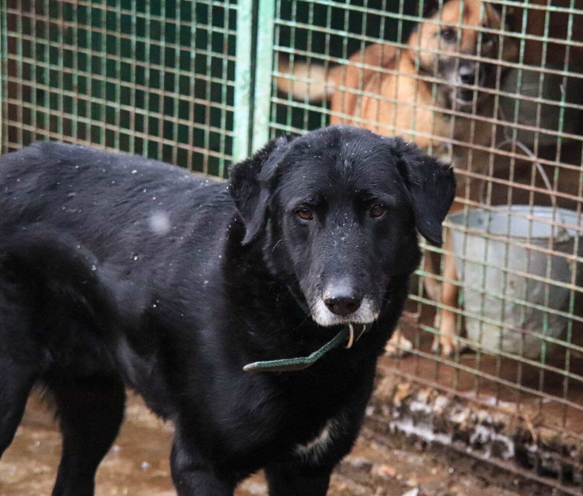 Сэм всегда чувствует свою вину перед человеком