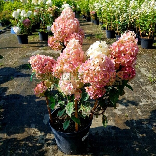 Гортензия метельчатая «Сандэй Фрайз»