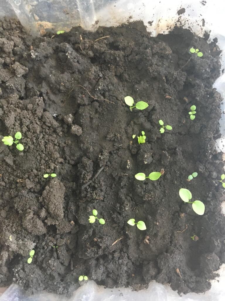 Дельфиниум, так себе взошел.