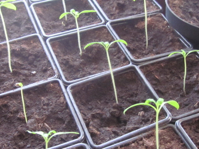 Мои помидорки.